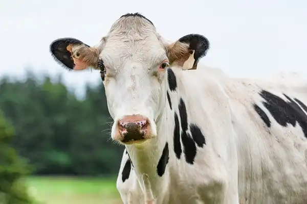 Cow Picture