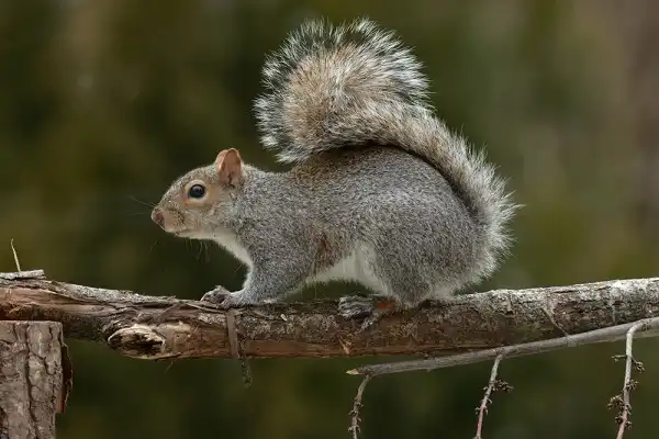 Eastern Gray Squirrel Image