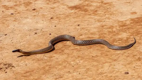 Fierce Snake Facts