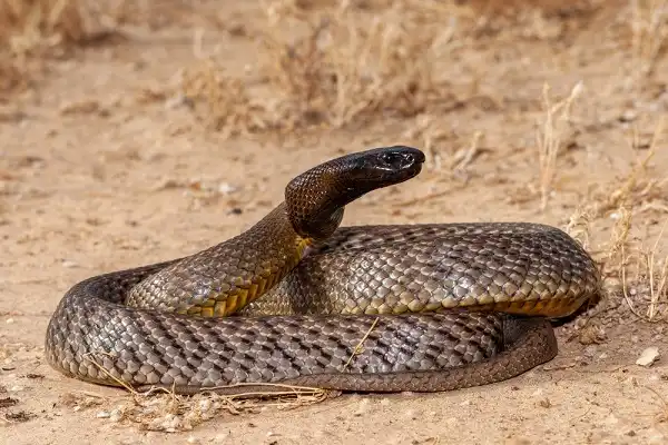 Fierce Snake Image
