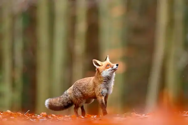 Fox Image