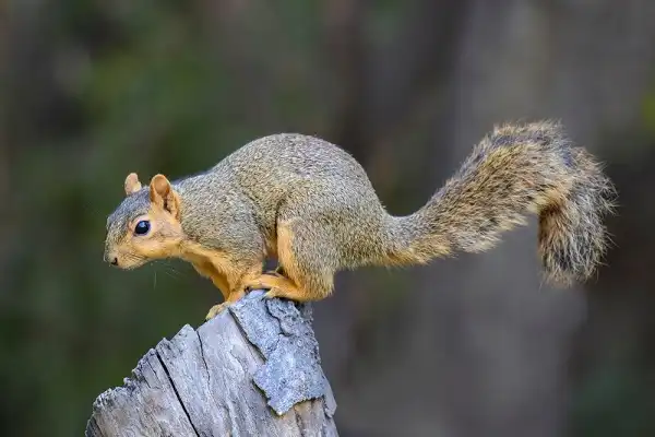 Fox Squirrel Facts