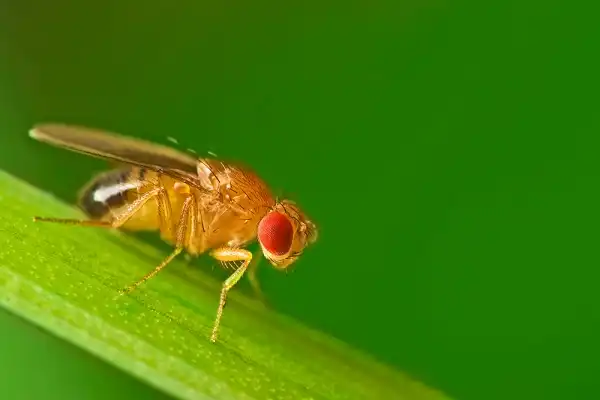 Fruit Fly Facts