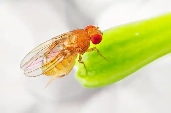 Fruit Fly Image