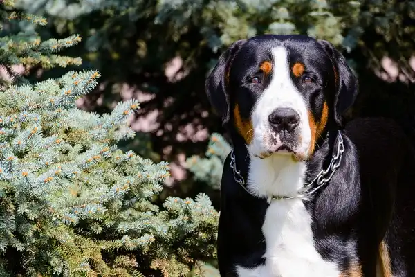 Greater Swiss Mountain Dog Facts