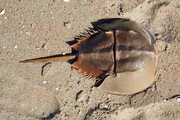 Horseshoe Crab Picture