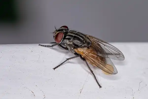Housefly Picture
