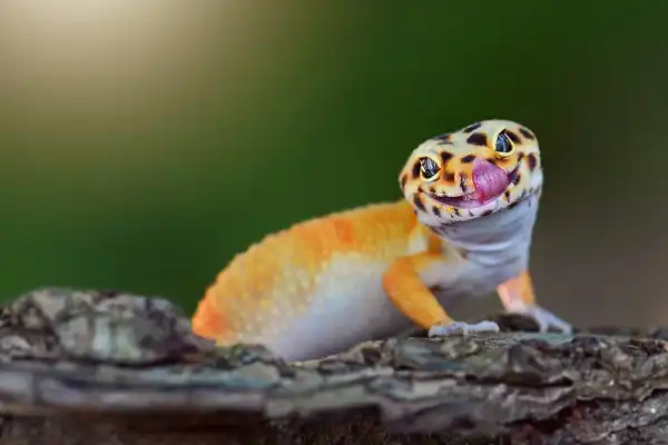 Leopard Gecko Facts