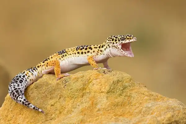 Leopard Gecko Image
