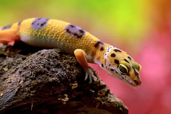 Leopard Gecko Picture