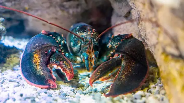 Lobster Image