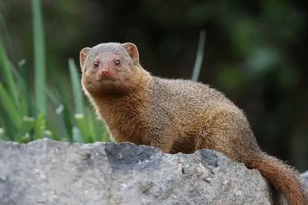 Mongoose Facts