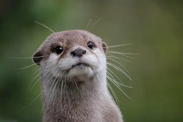 Otter Facts