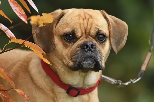 Puggle Picture