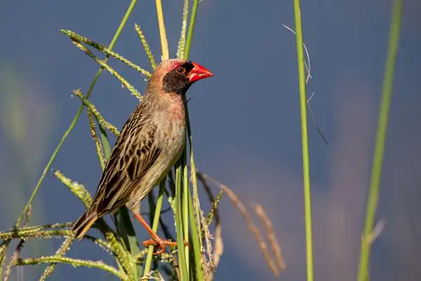 Red Billed Quelea Bird Image