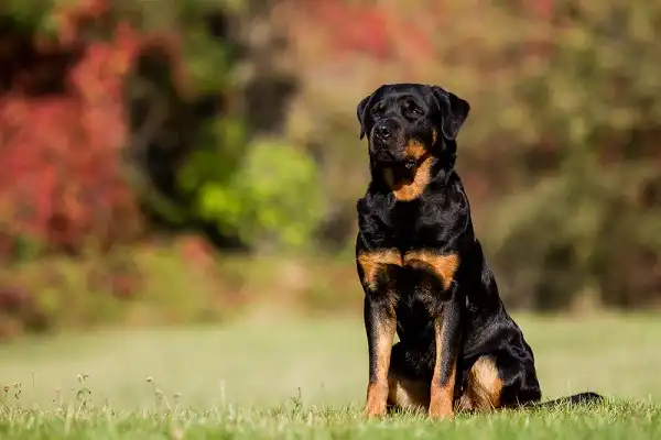 Rottweiler Picture