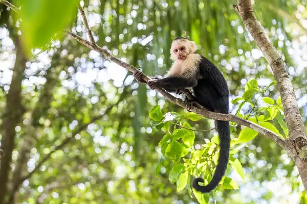 White Faced Capuchin Facts