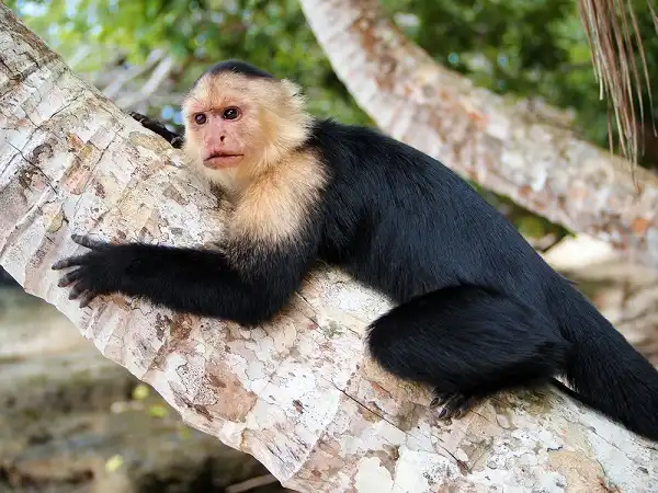 White Faced Capuchin Picture