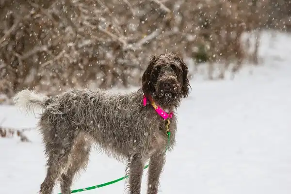 Wirehaired Pointing Griffon Facts