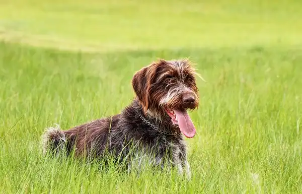 Wirehaired Pointing Griffon Picture