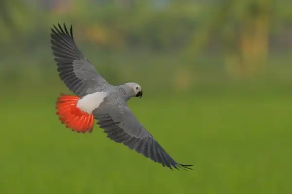African Grey Parrot Image