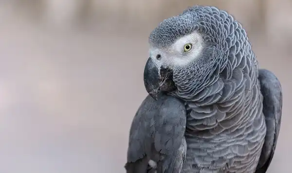 African Grey Parrot Picture