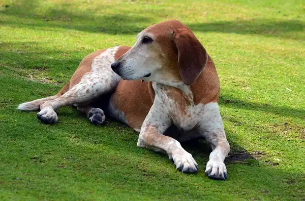American Coonhound Image