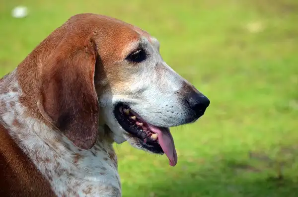 American Coonhound Picture