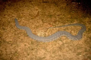 Arafura File Snake