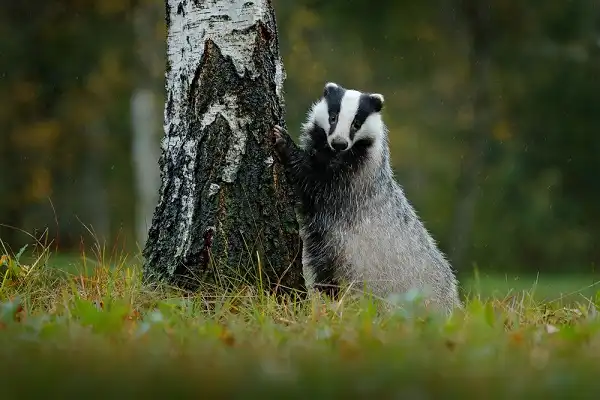 Badger Picture