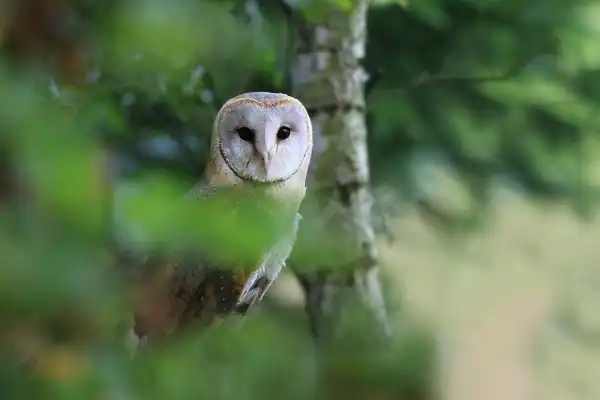Barn Owl - Facts, Size, Diet, Pictures - All Animal Facts