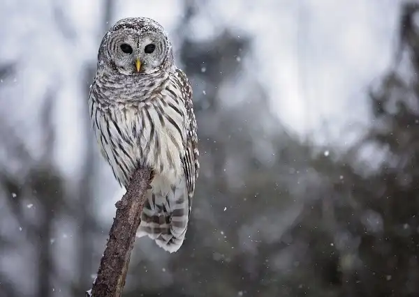 Barred Owl Facts