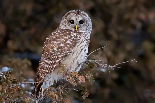 Barred Owl Image