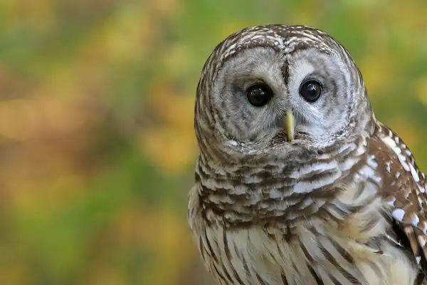 Barred Owl Picture