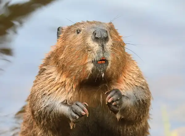 Beaver Image