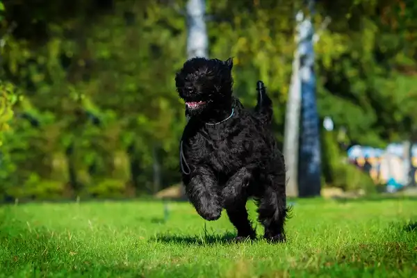 Black Russian Terrier Image