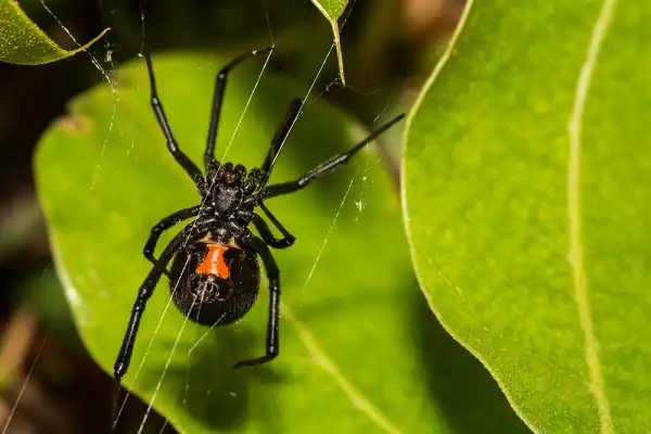 Black Widow Spider Facts