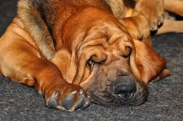Bloodhound Image