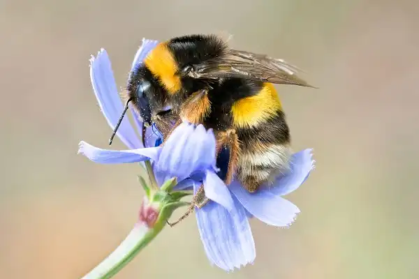 Bumble Bee Picture