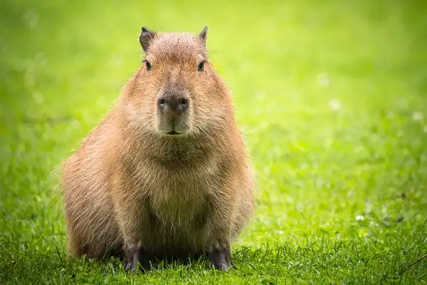 Capybara Picture