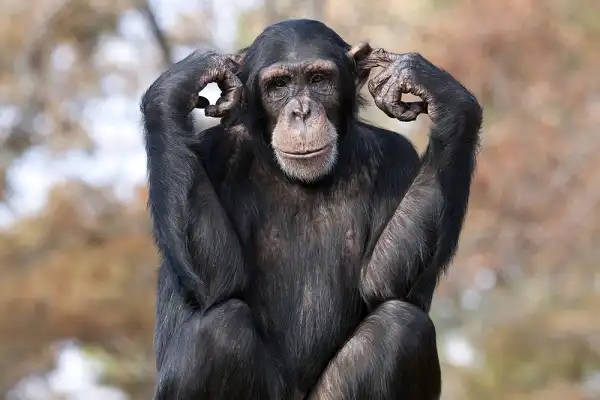 Chimpanzee Image