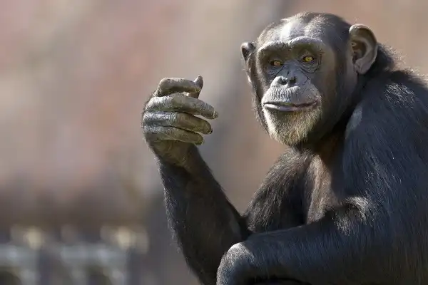 Chimpanzee Picture