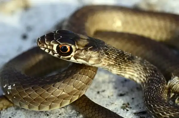 Coachwhip Snake Image