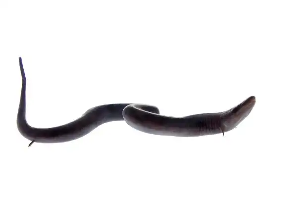 Congo Snake Image