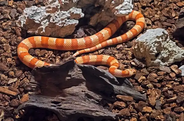 Corn Snake Picture