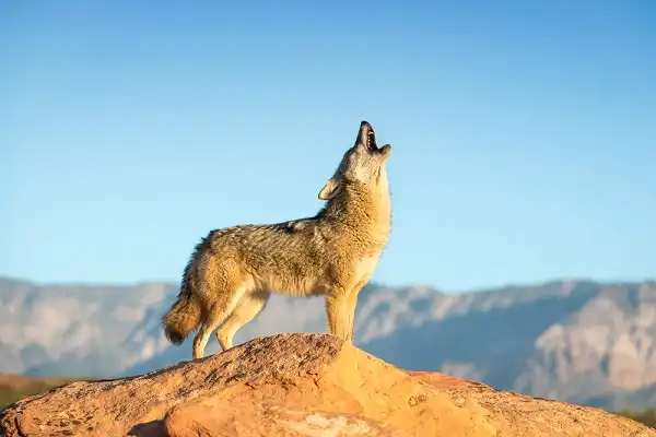 Coyote Picture