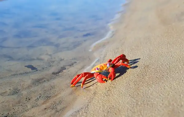 Crab Facts