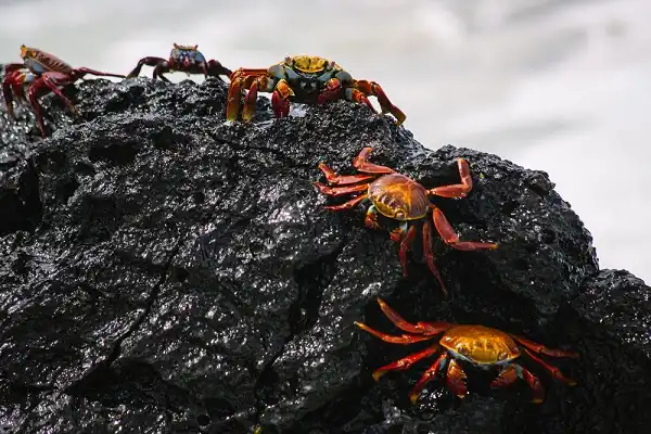 Crab Image