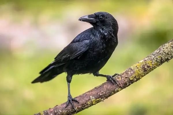 Crow Image