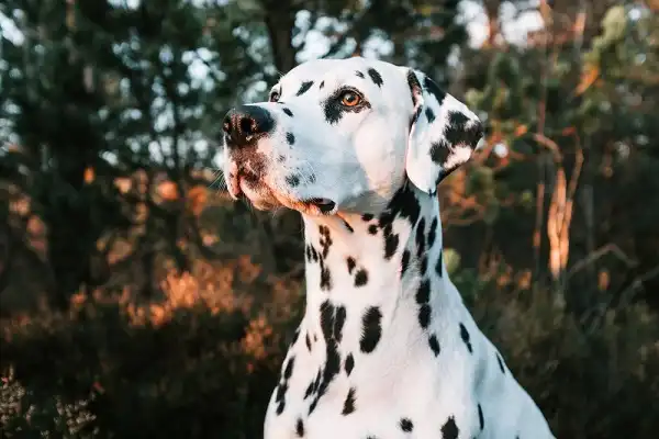 Dalmatian Image